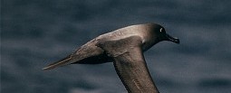 Light mantled sooty albatross