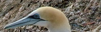 Australasian gannet, Pelorus Sound