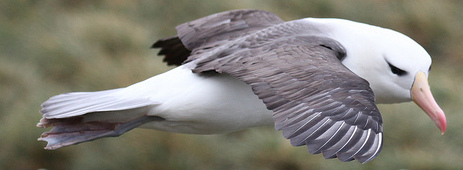 Black-browed albatross flying 