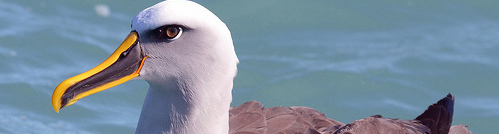 Buller's albatross