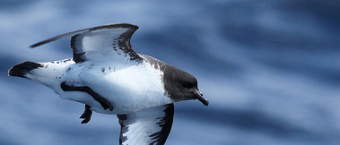 Cape petrel, Shetland Islands