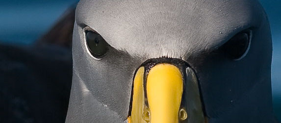 Chatham Island albatross at Kaikoura