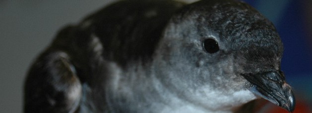Common diving petrel