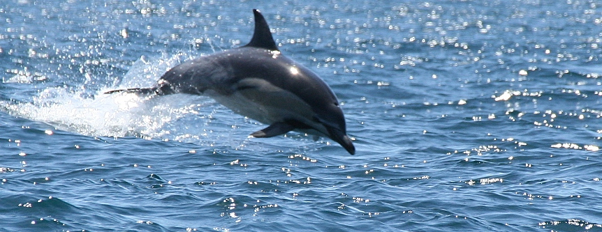 Common dolphin