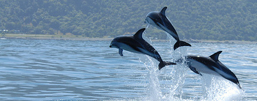 Dusky dolphins