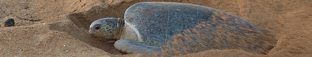 Female green turtle