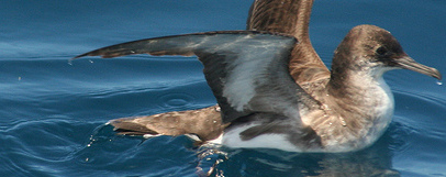 Fluttering shearwater