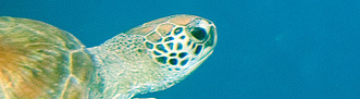 Green turtle