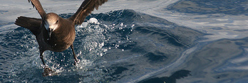 Grey-faced petrel
