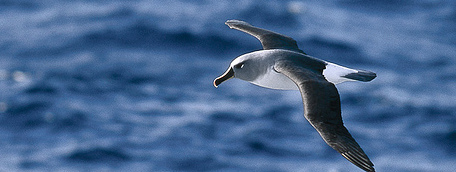 Grey headed albatross, Kerguelen Island