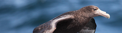 Giant petrel, South Atlantic