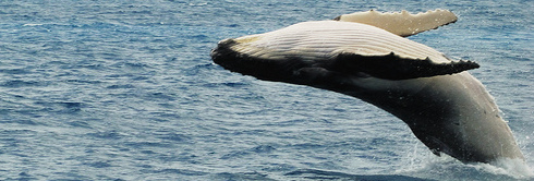 Humpback calf