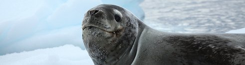 Leopard seal in Antarctica