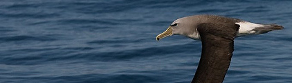 Salvin's albatross, Kaikoura
