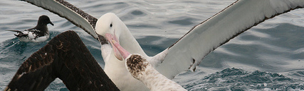 Two fighting Antipodean albatross.