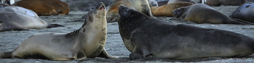 Two fighting elephant seals