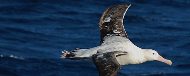 Wandering albatross