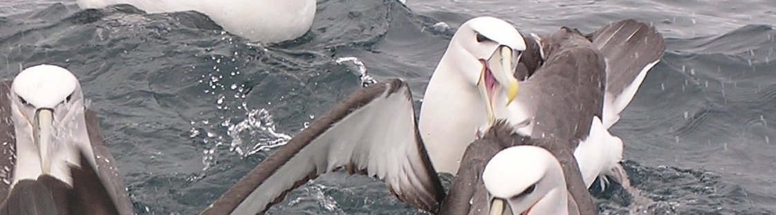 White-capped albatross feeding near a fishing vessel