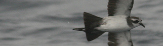 White-faced storm petrel