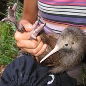Kiwi_Whakapapa_Project_Puketi_Forest_in_Northla.jpg